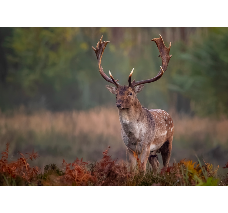 Cerb singuratic în pictura murală de perete - TenStickers