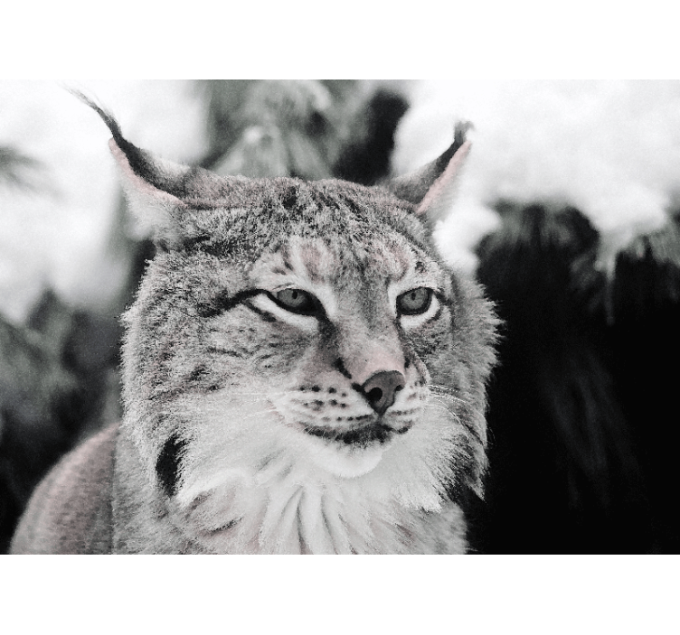 Fototapet animale lynx cu privire intensă - TenStickers
