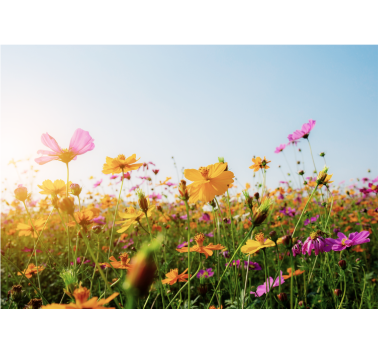 Fototapet cu flori flora colorată înflorită - TenStickers