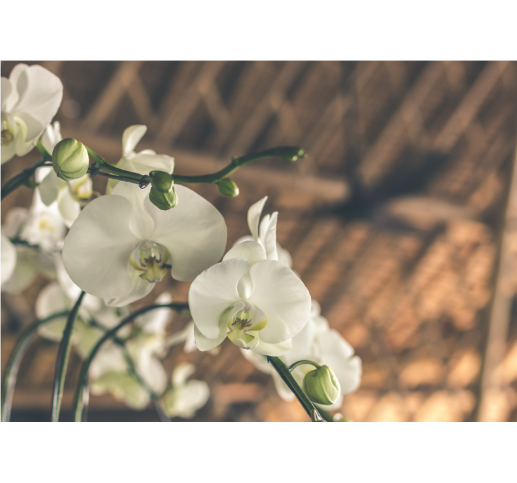 Fototapet orhidee flori de orhidee elegante - TenStickers