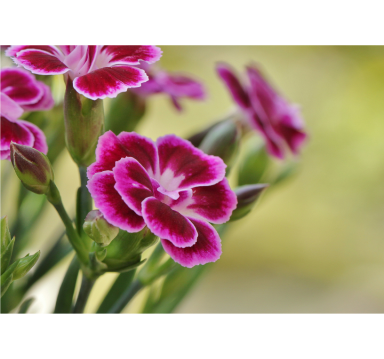 Fototapet maci bucurie florală - TenStickers