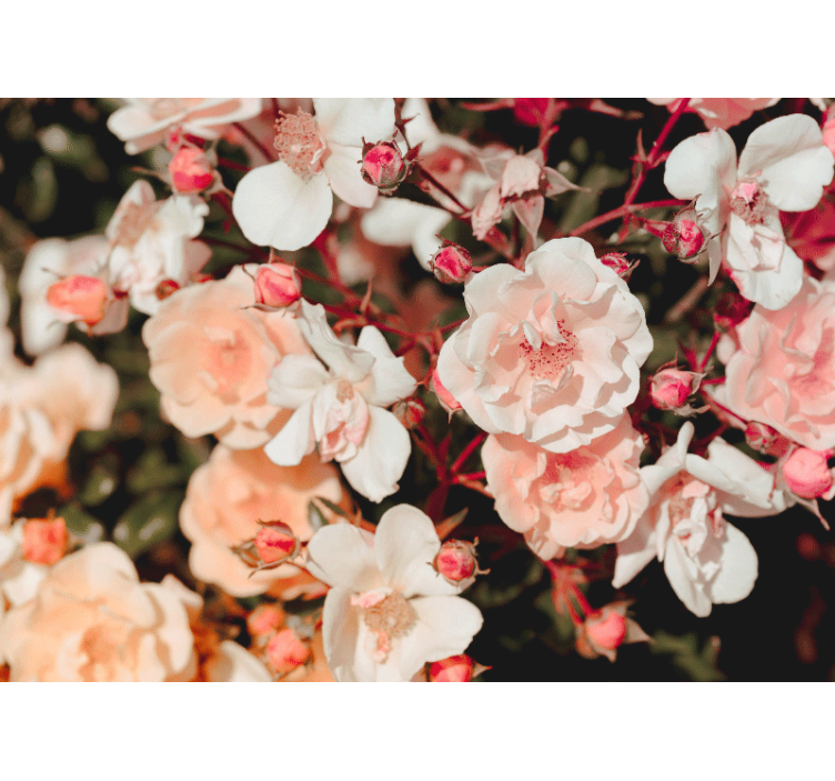 Mural de flori cu multe flori de trandafir - TenStickers