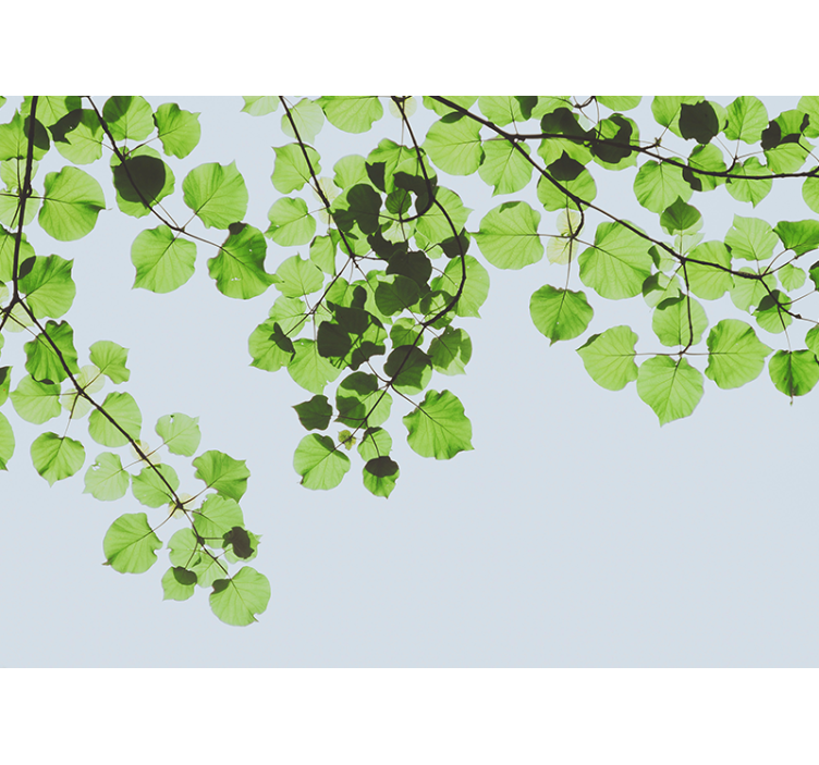 Arbori fototapet copertină cu ramuri frunzoase - TenStickers