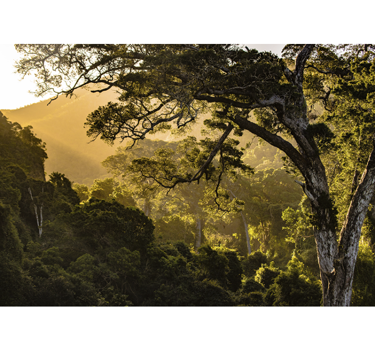 Fototapet natura peisaj de pădure verde - TenStickers
