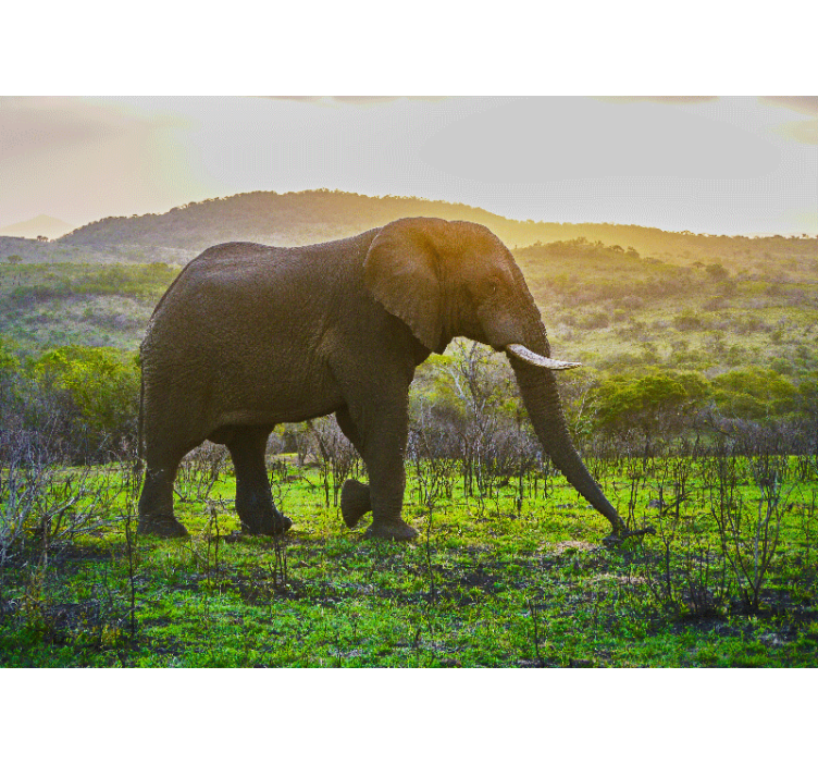 Fototapet animale peisaj cu elefanți majestuoși - TenStickers