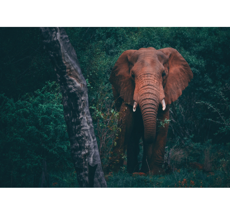 Fototapet animale prezența unui elefant majestic - TenStickers