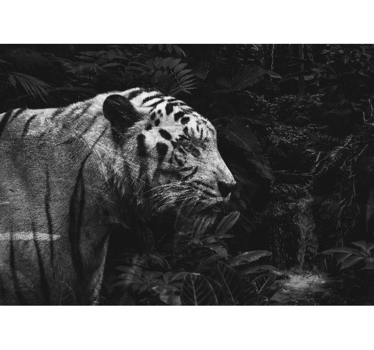 Fototapet animale maiestuos tigru alb - TenStickers