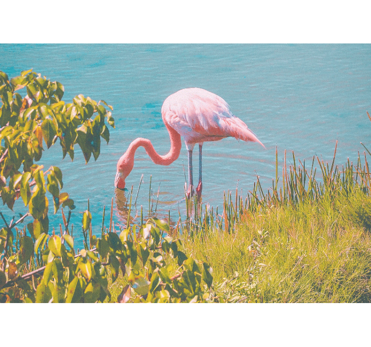 Fototapet animale seninătate flamingo roz - TenStickers