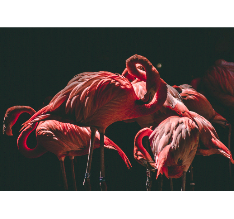 Fototapet animale serenitate cu flamingo - TenStickers