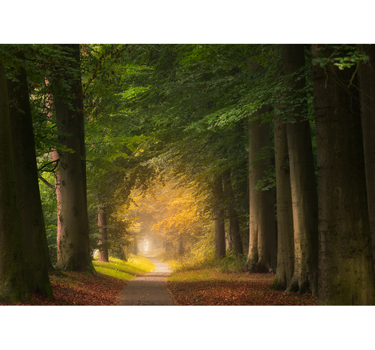 Fototapet natura peisaj cu potecă în pădure - TenStickers
