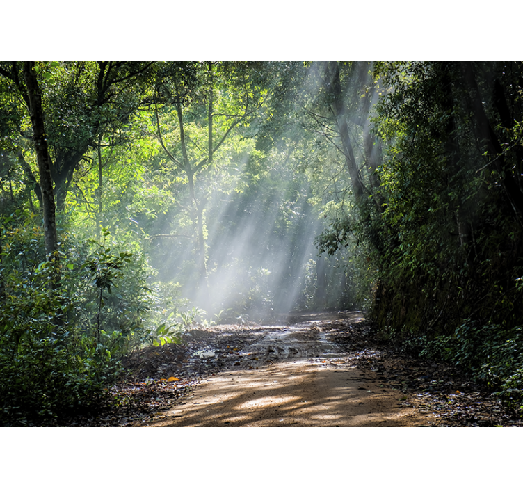 Lumină cu soare pădure fototapet - TenStickers