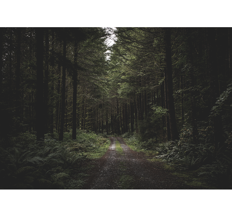 Fototapet natura poteca verde din pădure - TenStickers