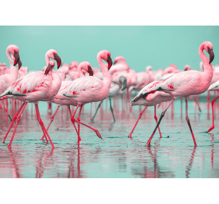 Fototapet animale pășirea flamingo-urilor - TenStickers