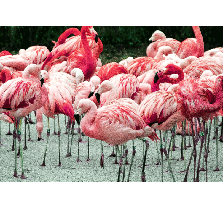 Fototapet animale stol de flamingo - TenStickers