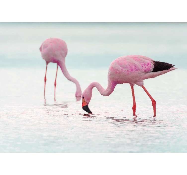 Fototapet animale scenă cu flamingo hrănindu-se - TenStickers