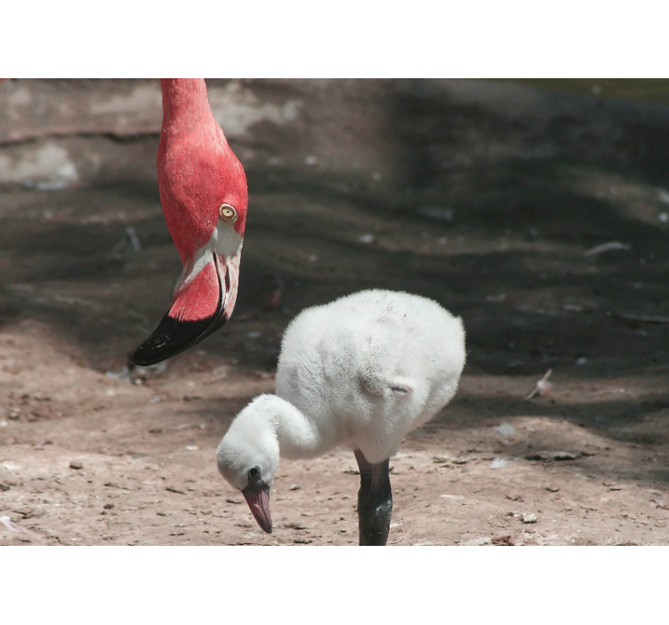 Fototapet animale pui de flamingo - TenStickers