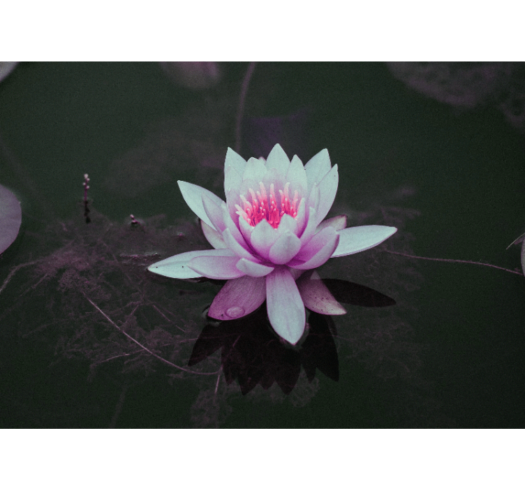 Picturi murale de flori eleganța florii de lotus - TenStickers