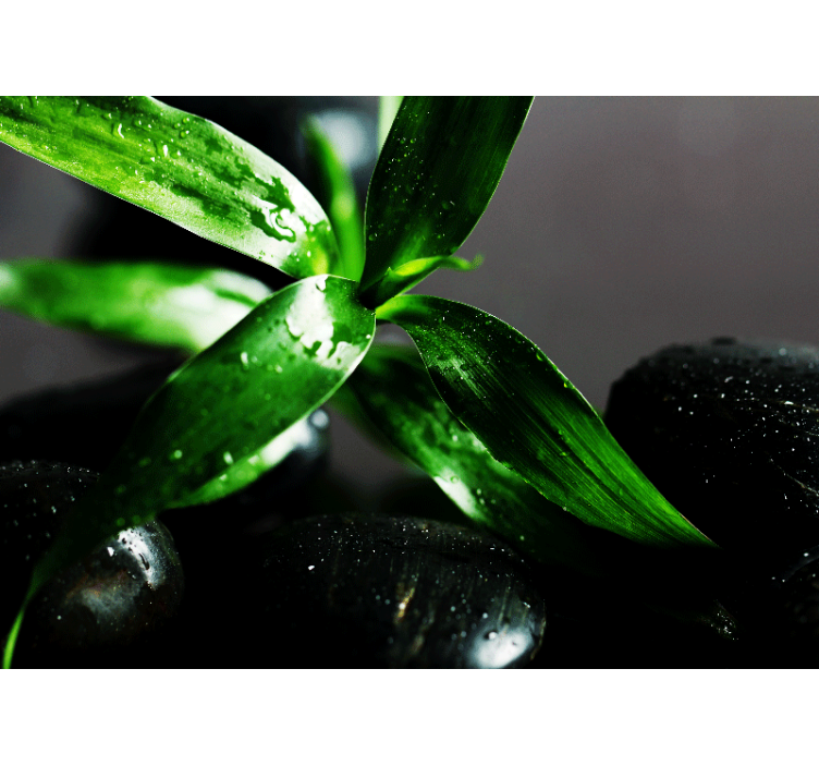 Fototapet natura textură frunze proaspete - TenStickers