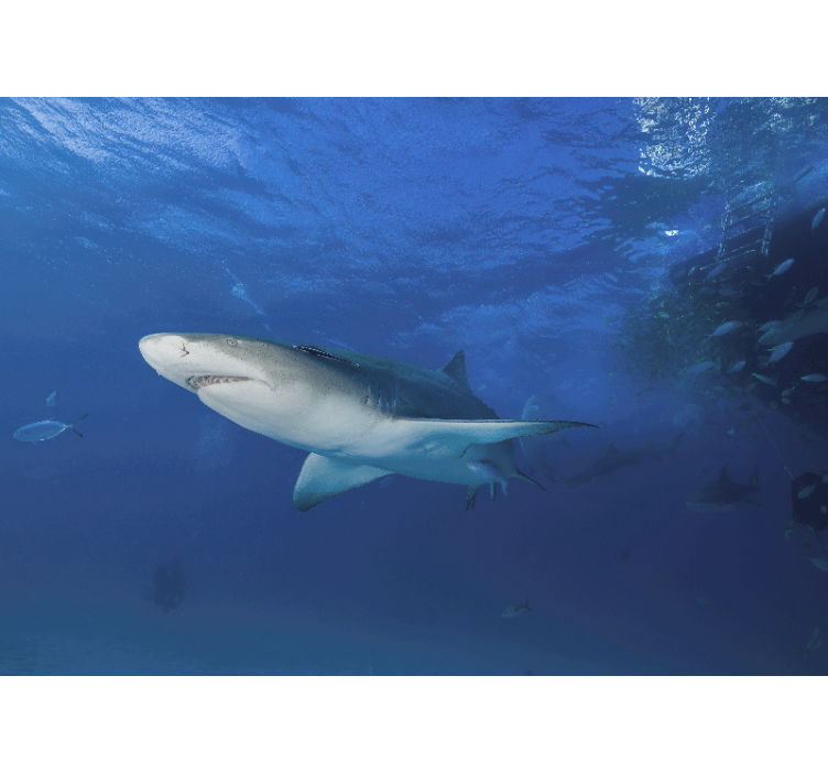 Fototapet animale explorarea rechinilor majestuoși - TenStickers