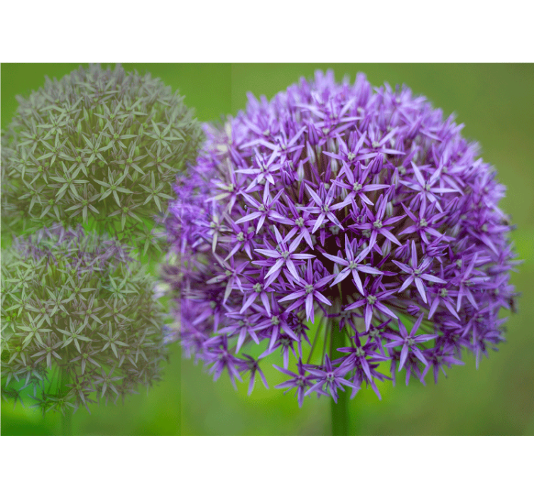 Fototapet maci aranjament floral violet - TenStickers