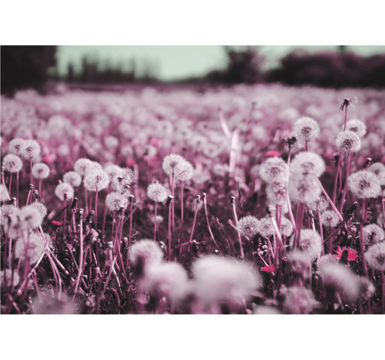 Fototapet păpădie scena de câmp violet - TenStickers