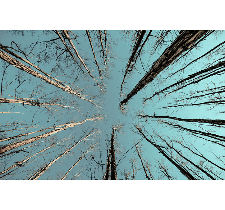 Arbori fototapet copaci care ating cerul - TenStickers