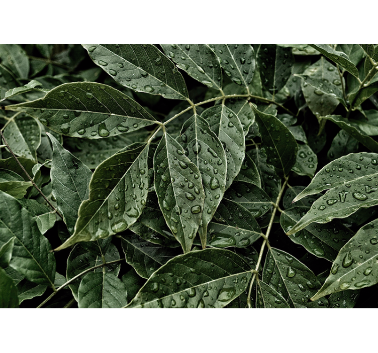 Fototapet natura suprafață de frunziș vibrant - TenStickers