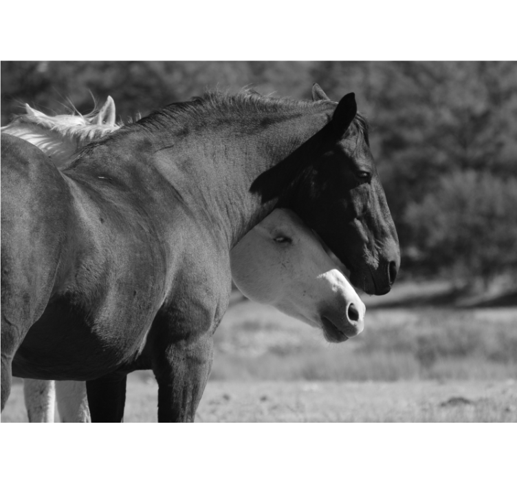 Fototapet animale companionship cu cai - TenStickers