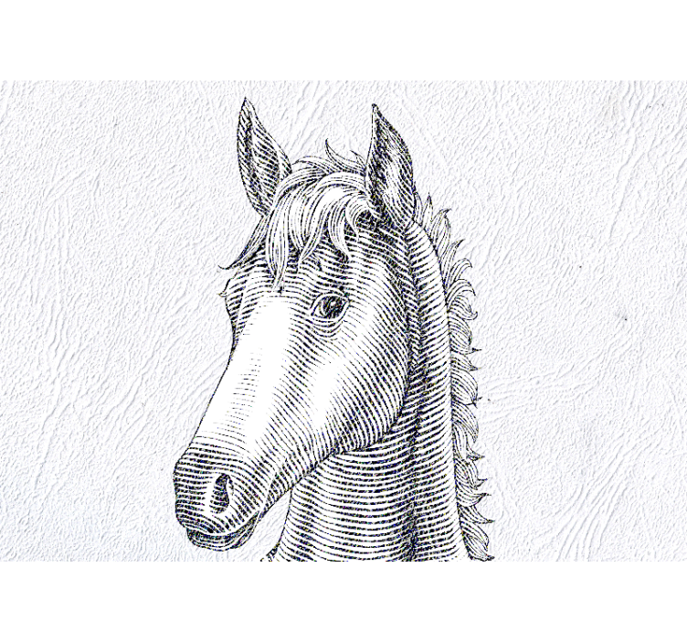 Fototapet animale portret elegant de cal - TenStickers