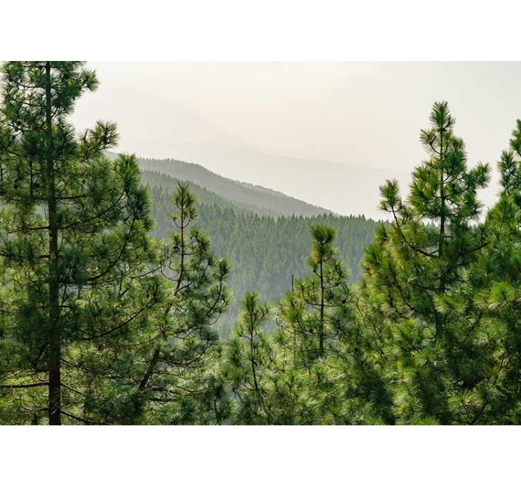 Fototapet natura peisaj cu verdeață luxuriantă - TenStickers