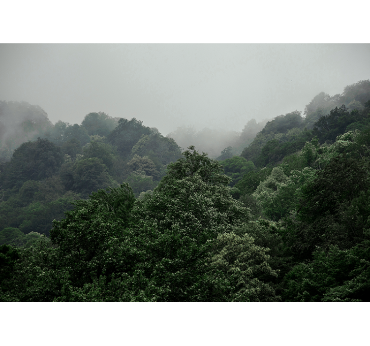 Păduri fototapet peisaj cețos - TenStickers