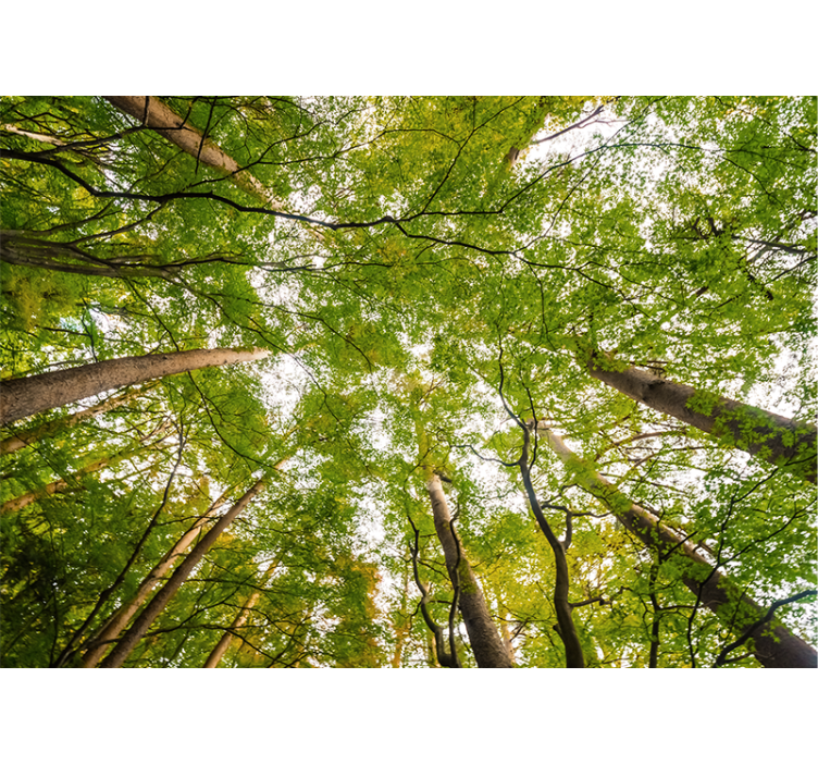 Păduri fototapet baldachin verde luxuriant - TenStickers