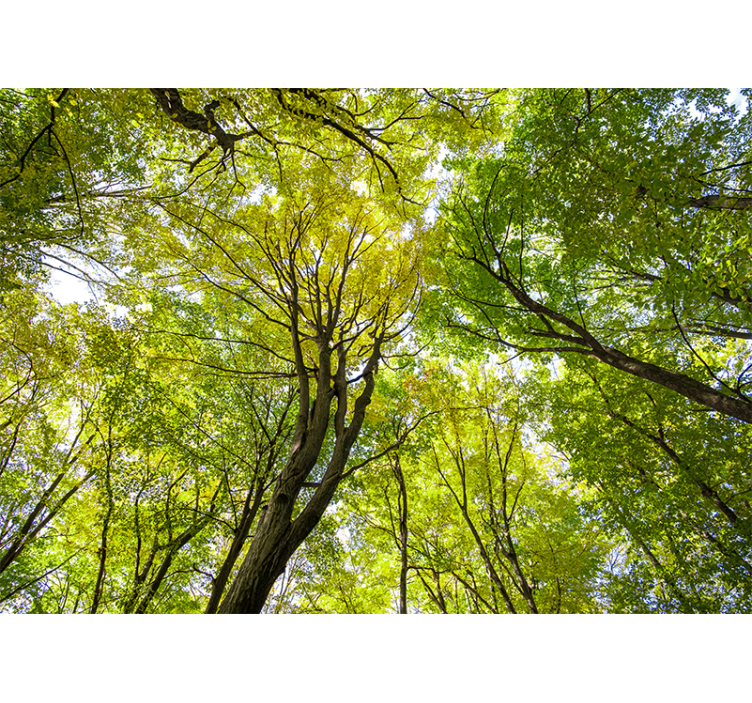 Fototapet natura canopy de pădure luxuriantă - TenStickers