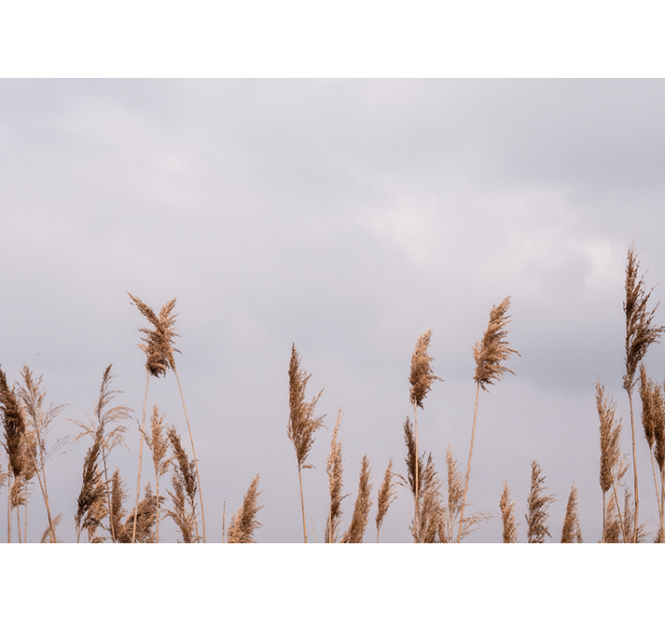 Arbori fototapet siluete de iarbă înaltă - TenStickers