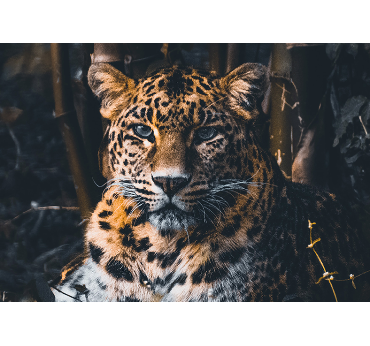 Fototapet animale portret de leopard majestuos - TenStickers