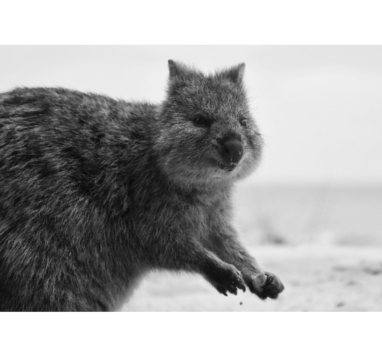 Fototapet animale expresie de wombat în prim-plan - TenStickers