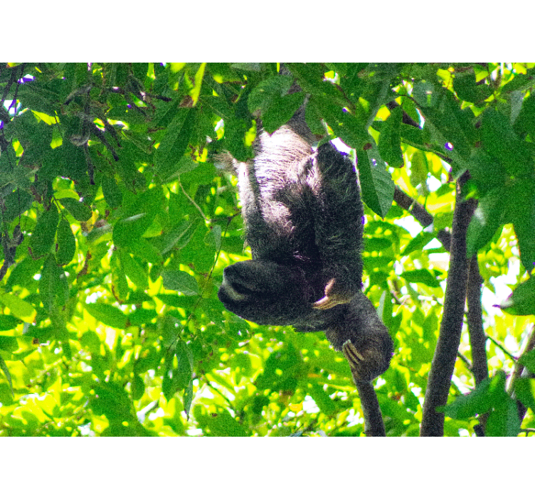 Fototapet animale lenes atârnând în verdeață - TenStickers