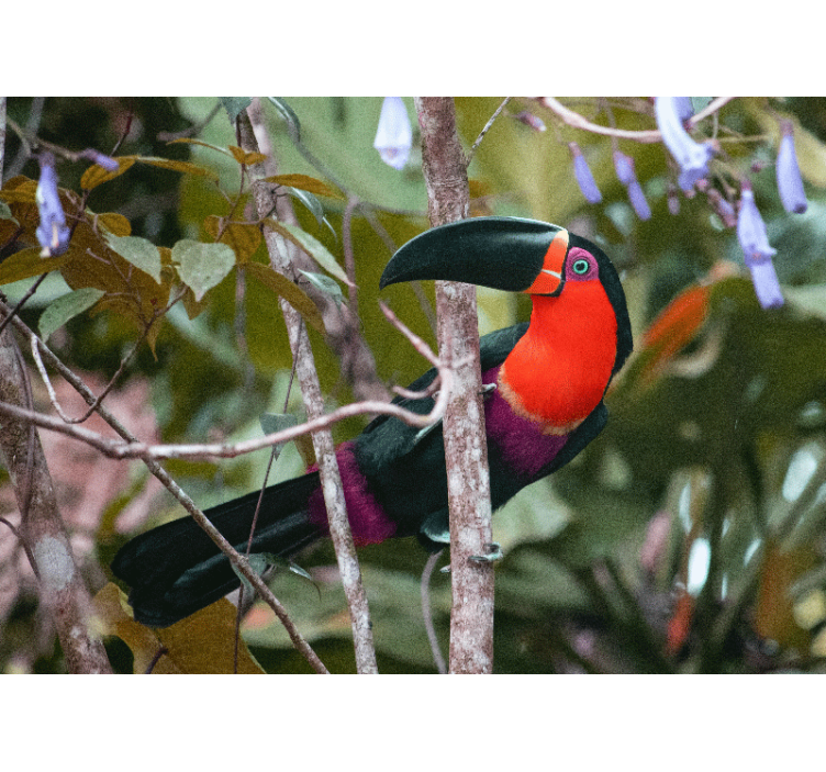 Fototapet animale expunere colorată de tucani - TenStickers