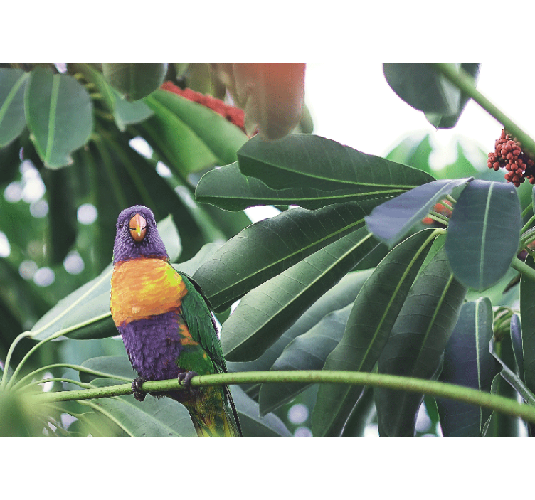 Fototapet animale papagal colorat pe cracă - TenStickers