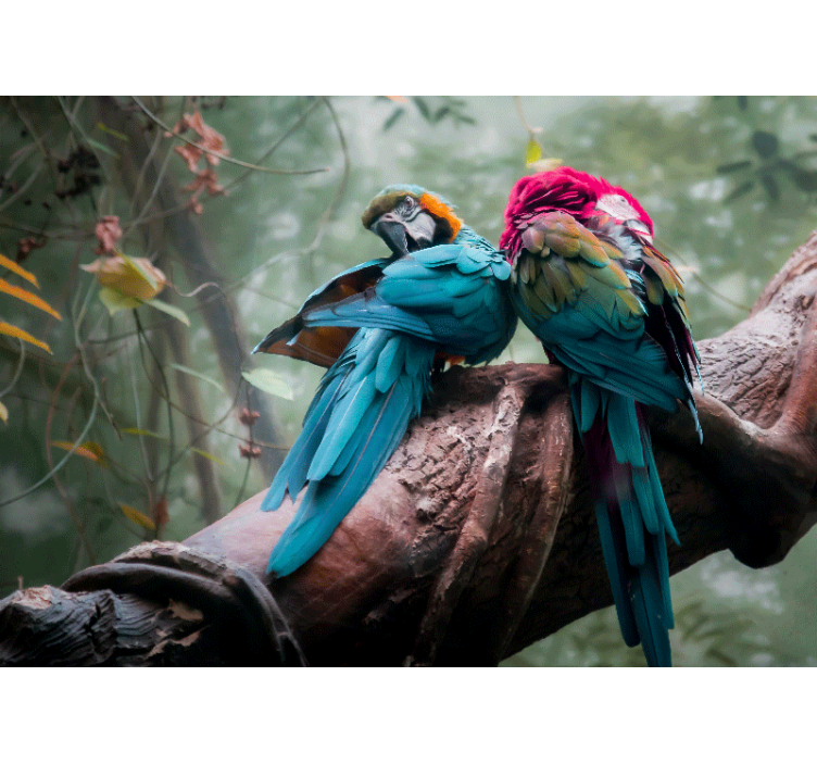 Fototapet animale papagali colorați în îmbrățișare - TenStickers