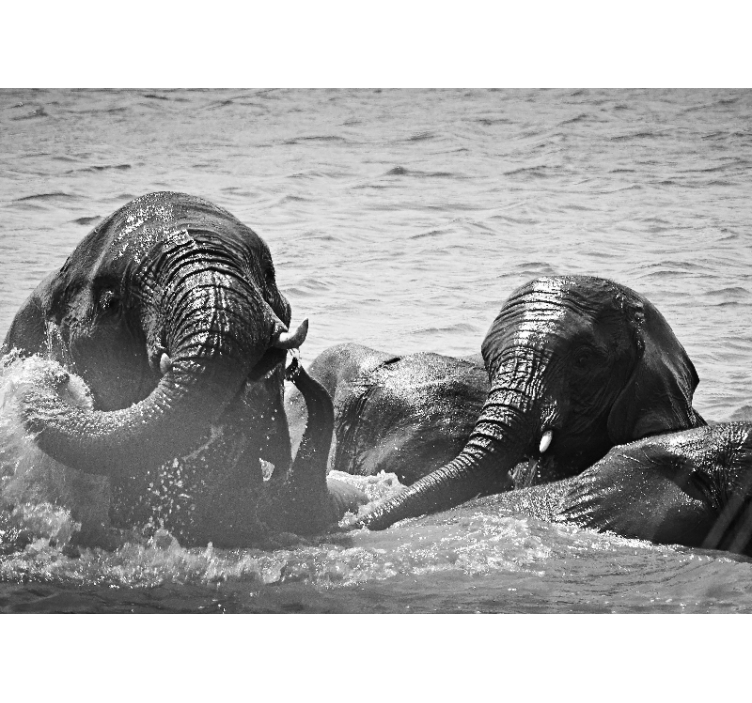 Fototapet animale elefanți în lichid - TenStickers