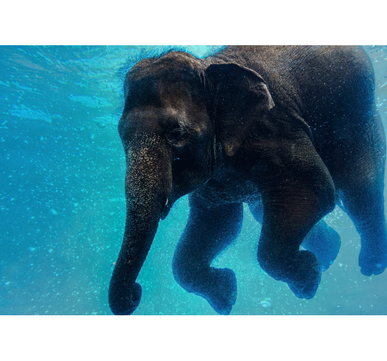 Fototapet mare elefant subacvatic - TenStickers