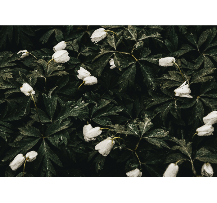 Fototapet cu flori flori albe delicate - TenStickers