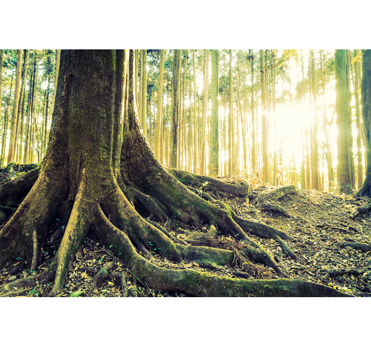 Păduri fototapet rădăcini de copac luminate - TenStickers