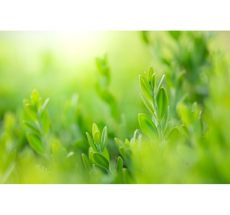 Fototapet natura verdeață luxuriantă în detaliu - TenStickers