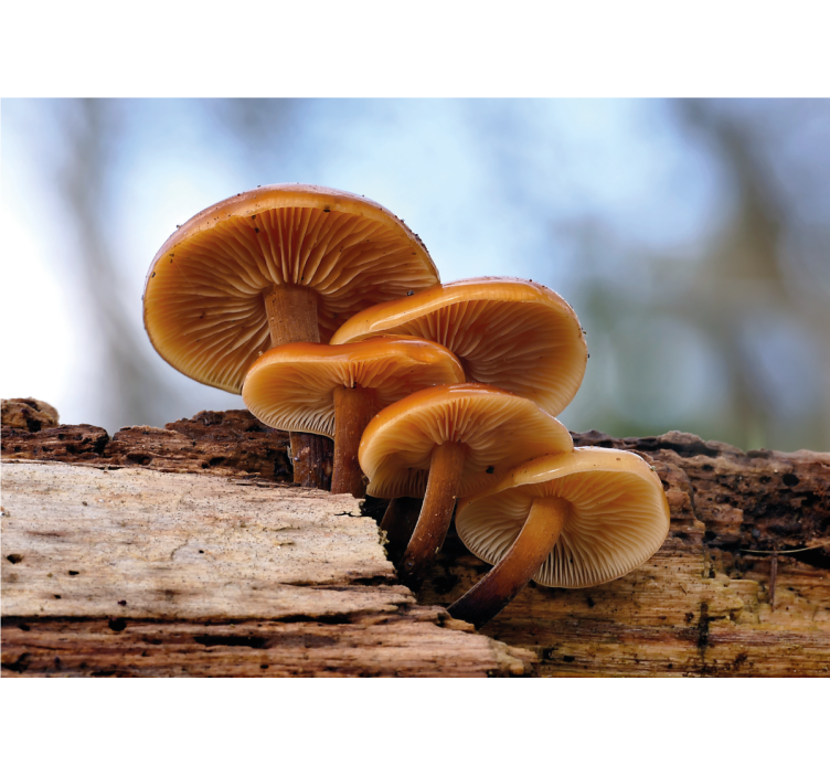 Fototapet cu flori grup de ciuperci - TenStickers