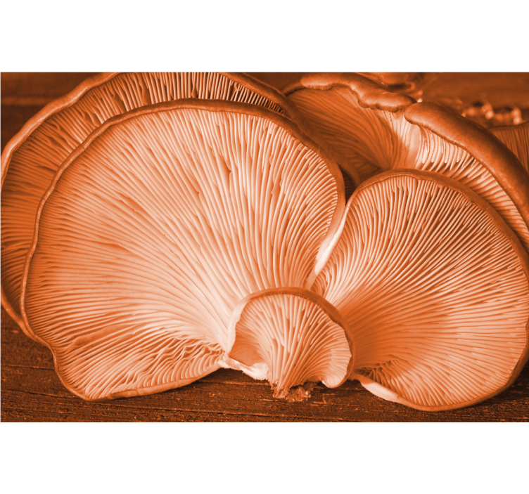 Fototapet cu flori și textură de ciupercă - TenStickers