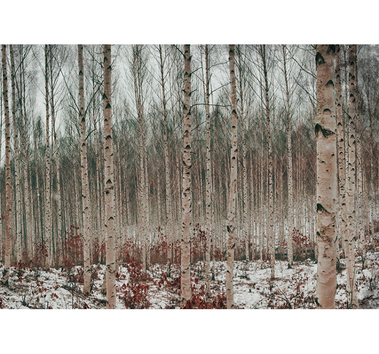 Păduri fototapet peisaj cu mesteceni - TenStickers