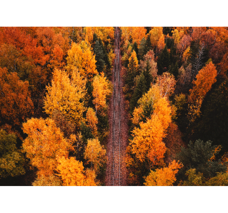 Fototapet peisaje poteca de toamnă în pădure - TenStickers