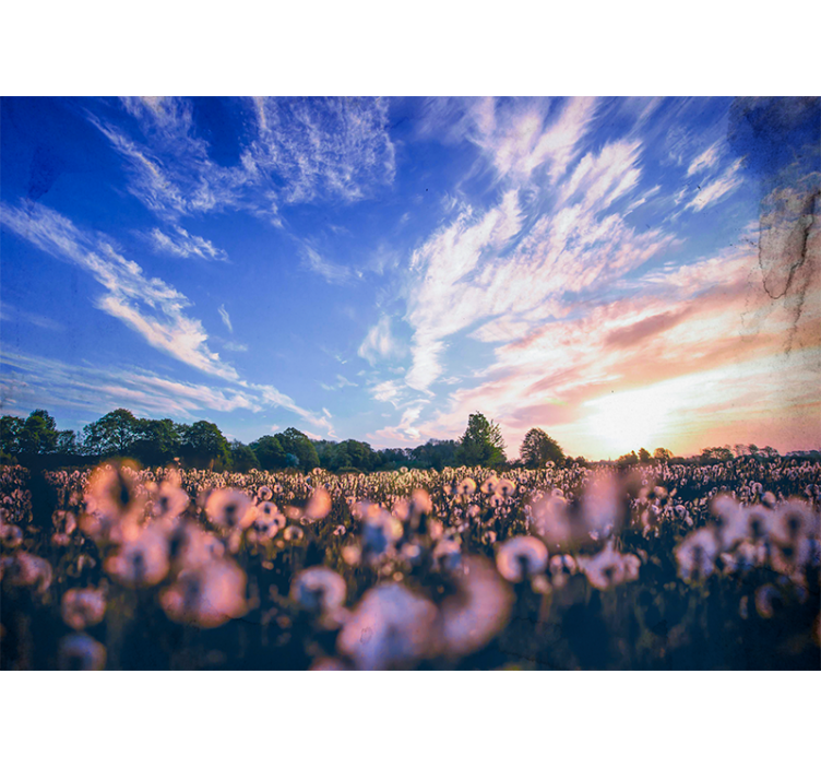 Fototapet cu flori câmp de păpădii liniștitor - TenStickers